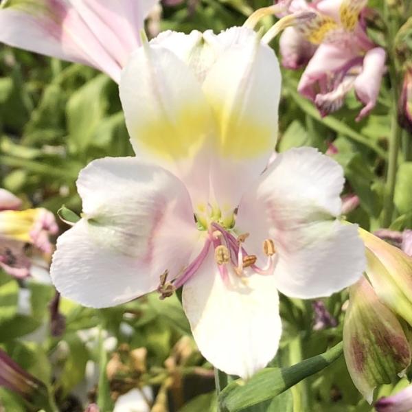 予約販売 アルストロメリア 苗 ホワイキーズ 10.5cmポット 宿根草 花苗 ガーデニング 苗 k...