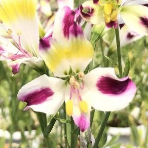 プルメリア ジェイ105 4号鉢 熱帯花木 : グリーンプラザ山長ヤフー