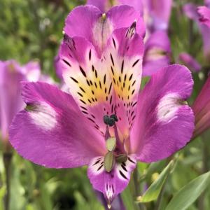 日本花キ流通 予約販売 アルストロメリア 苗 ホワイキーズ 10.5cm