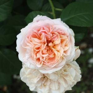 ロサオリエンの商品一覧 通販 Yahoo ショッピング