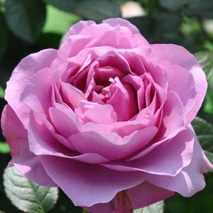 ロサオリエンの商品一覧 通販 Yahoo ショッピング