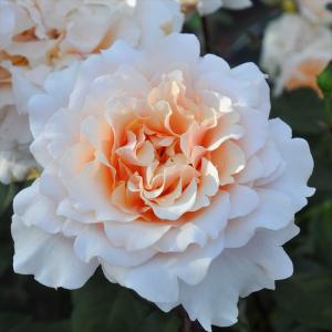 ロサオリエンの商品一覧 通販 Yahoo ショッピング