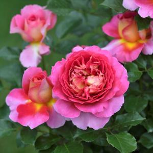 ピンクバラ苗の商品一覧 通販 Yahoo ショッピング