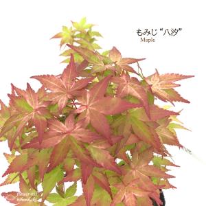 日本花キ流通 予約販売 もみじ 紅鴫立沢 12cmポット 接木苗 紅葉
