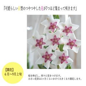 観葉植物 ホヤ セブンスター 4号 吊り鉢 吊...の詳細画像1