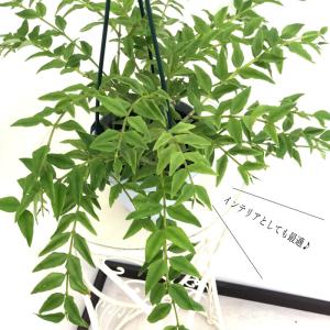 観葉植物 ホヤ セブンスター 4号 吊り鉢 吊...の詳細画像2