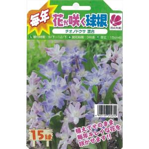 植えっぱなしで毎年咲く花の商品一覧 通販 Yahoo ショッピング