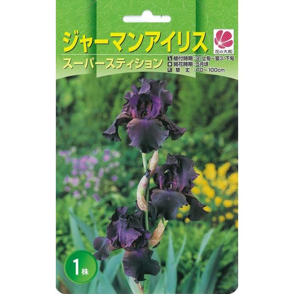 花の大和 球根 大株ジャーマンアイリス スーパーステイション 1株 hyk