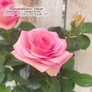 日本花キ流通 予約販売 ミニバラ サンバコルダーナ 3号ポット 四季咲き