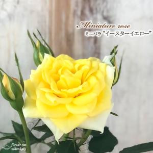 予約販売 バラ苗 バラ大苗 ロサ オリエンティス ルクソール 品種登録