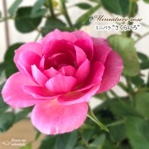 日本花キ流通 予約販売 ミニバラ ゼブラ 3号ポット 四季咲き バラ 薔薇