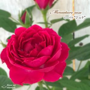 日本花キ流通 予約販売 ミニバラ ボルドーコルダーナ 登録品種 3号
