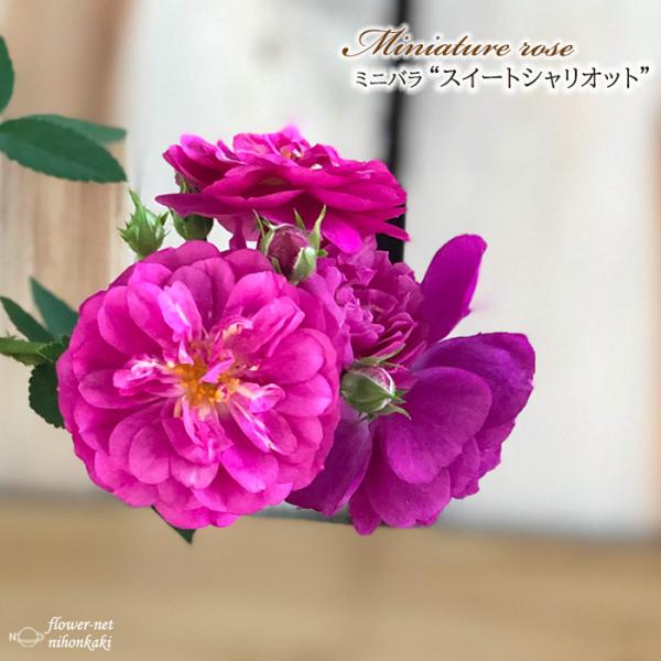 予約販売 ミニバラ スイートシャリオット 3号ポット 四季咲き 強香 香り バラ 薔薇 バラ苗 苗 ...