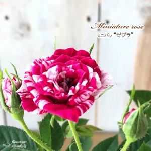 販売 ミニバラ ゼブラ 3号ポット バラ 薔薇 バラ苗 苗