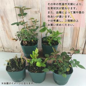 予約販売 ミニバラ チェリーアイ 3号ポット ...の詳細画像2