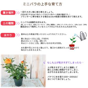 予約販売 ミニバラ チェリーアイ 3号ポット ...の詳細画像3