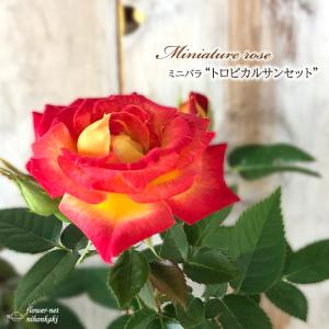 日本花キ流通 予約販売 ミニバラ パープルピンク 3号ポット 四季咲き