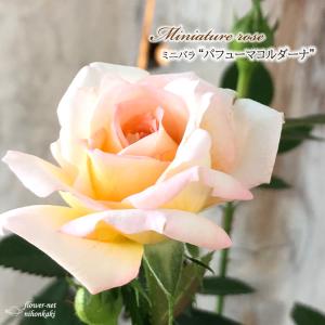 日本花キ流通 予約販売 ミニバラ ボルドーコルダーナ 登録品種 3号