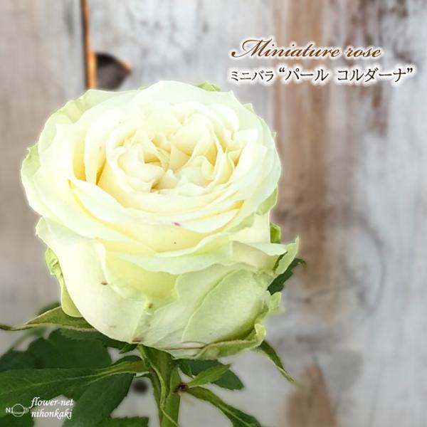 予約販売 ミニバラ パールコルダーナ 3号ポット 四季咲き 芳香 香り バラ 薔薇 バラ苗 苗 コル...