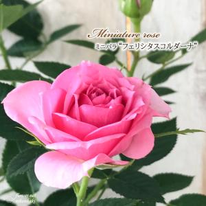 日本花キ流通 予約販売 ミニバラ ゼブラ 3号ポット 四季咲き バラ 薔薇