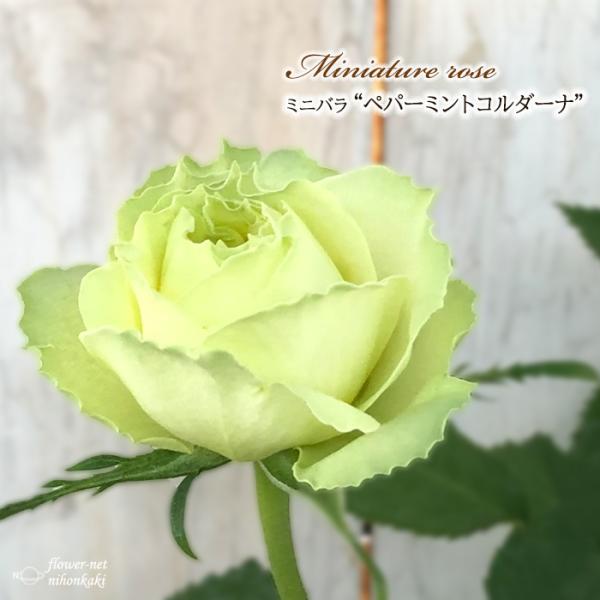 予約販売 ミニバラ ペパーミントコルダーナ 登録品種 3号ポット 四季咲き バラ 薔薇 バラ苗 苗 ...