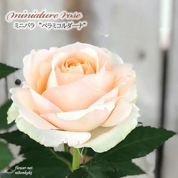 予約販売 ミニバラ ベラミコルダーナ 3号ポット 四季咲き バラ 薔薇 バラ苗 苗 コルダナ 白 a...