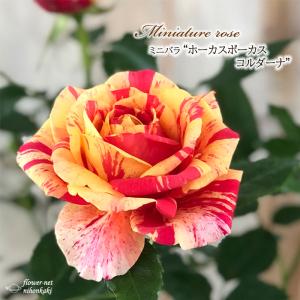 日本花キ流通 予約販売 ミニバラ ベンムーン 3号ポット 四季咲き 芳香