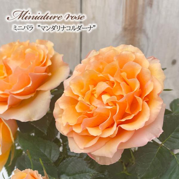 予約販売 ミニバラ マンダリナコルダーナ 登録品種 3号ポット 四季咲き 芳香 香り バラ 薔薇 バ...