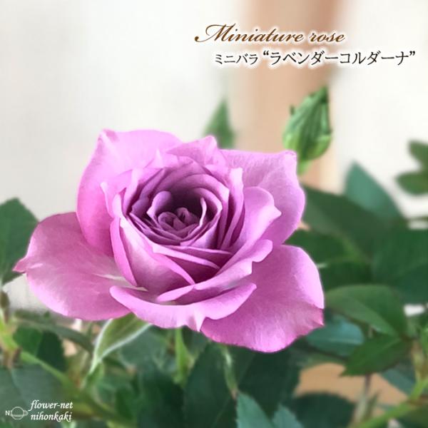 予約販売 ミニバラ ラベンダーコルダーナ 登録品種 3号ポット 四季咲き バラ 薔薇 バラ苗 苗 コ...