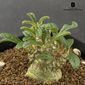 【レア株】パキポディウムデカリー 塊根植物 多肉 コーデックス レア株】パキポディウムデカリー 塊根植物 多肉 鉢ごと発送