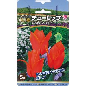 チューリップ球根販売の商品一覧 通販 Yahoo ショッピング