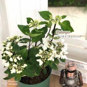 紫陽花 ハイドランジア 鉢花 の商品一覧 生花 花 ガーデニング 通販 Yahoo ショッピング