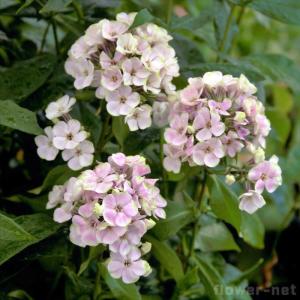 フロックス 花の商品一覧 通販 Yahoo ショッピング