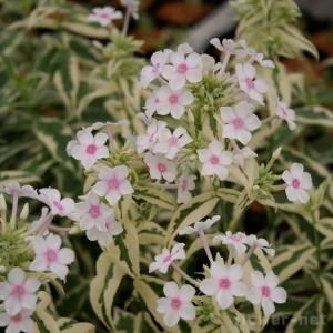 宿根フロックス 花の苗 の商品一覧 苗 花 ガーデニング 通販 Yahoo ショッピング