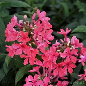 フロックス 花の商品一覧 通販 Yahoo ショッピング