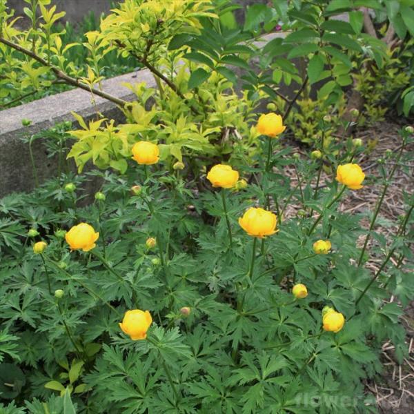 トロリウス 苗 ユーロパエウス 9cmポット 多年草 ガーデニング 花苗 宿根草苗 atm