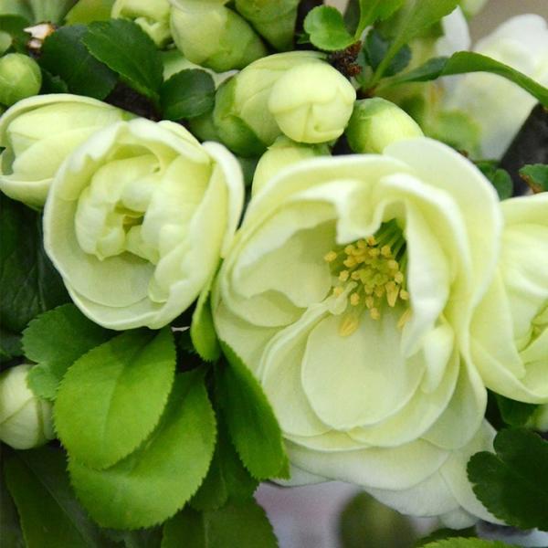 予約販売 木瓜 金鵄殿 9cmポット 開花予定株 ボケ 花苗 庭木 花木 mke 2月下旬以降発送