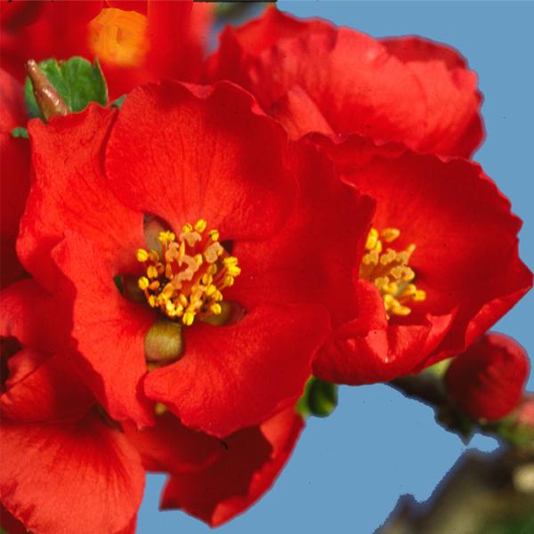 予約販売 木瓜 紅雀 9cmポット 開花予定株 ボケ 花苗 庭木 花木 mke 11月下旬以降発送