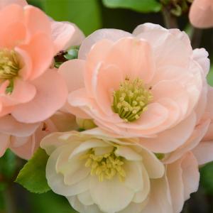 ボケ 白花 白雲竜 雲竜ボケ 木瓜 : 日本花卉ガーデンセンターYahoo!店