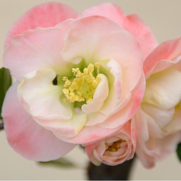 予約販売 木瓜 春風 9cmポット 春の風 開花予定株 ボケ 花苗 庭木 花木 mke 2月下旬以降...