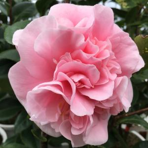 椿 苗 花芙蓉（はなふよう） 接木 白鉢植え 開花 2〜4月頃 : 苗木部 花