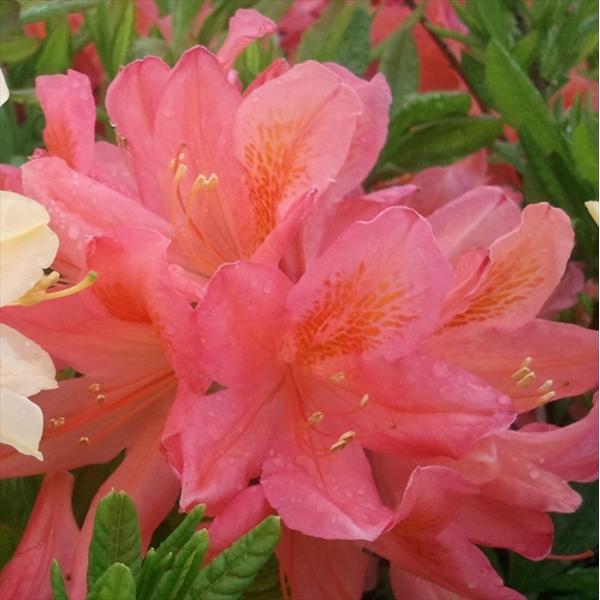 レンゲツツジ 赤花 10.5cmポット 開花予定株 つつじ 花苗 落葉 花木 tnb