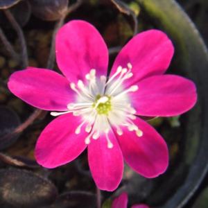 ミスミソウ 花の商品一覧 通販 Yahoo ショッピング