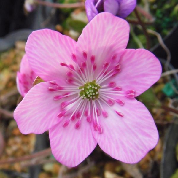 予約販売 雪割草 桃系濃色選抜おまかせ 7.5cmポット 開花予定株 蕾付き 花苗 ユキワリソウ t...