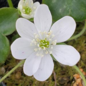 ミスミソウ 花の商品一覧 通販 Yahoo ショッピング