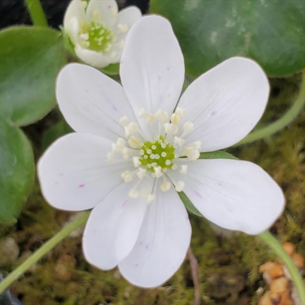 予約販売 雪割草 白系おまかせ 7.5cmポット 開花予定株 蕾付き 花苗 ユキワリソウ toy 2...