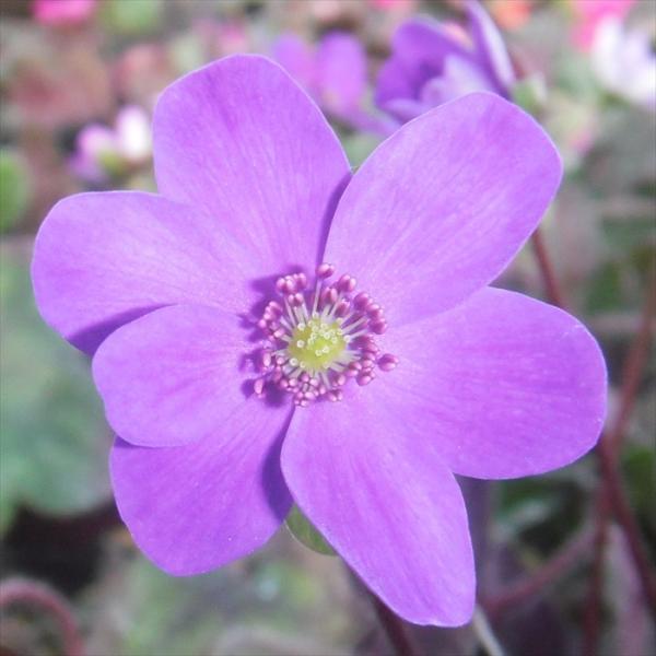 予約販売 雪割草 紫系濃色選抜おまかせ3個セット 7.5cmポット 開花予定株 蕾付き 花苗 ユキワ...