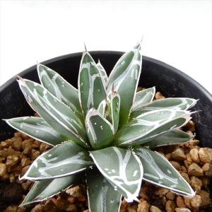 日本花キ流通 多肉植物 caアガベ 華厳 アメリカーナ メディオピクタ