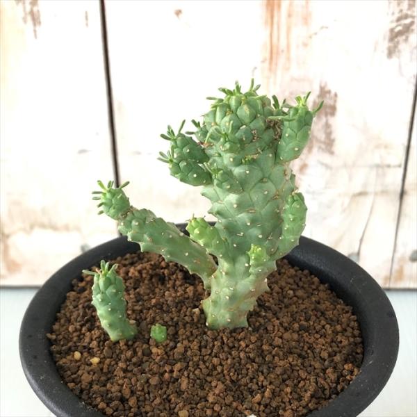 多肉植物 osユーフォルビア ツベルクラータ実生 おもしろ 多肉植物 9cmポット