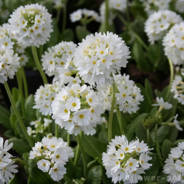 プリムラ デンティキュラータ 苗 スノーボール 9cmポット 多年草 ガーデニング 花苗 宿根草苗 ...